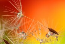 The 10 Best Seed Companies For Heirloom And Non-GMO Seeds