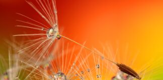 The 10 Best Seed Companies For Heirloom And Non-GMO Seeds