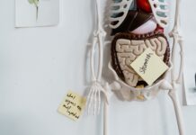 Best Hacks To Improve Gut Health And Decrease Gut Illnesses