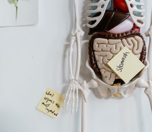 Best Hacks To Improve Gut Health And Decrease Gut Illnesses