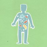 Everything You Need To Know About Prebiotics And Probiotics