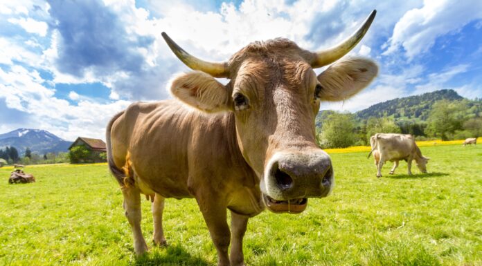 Eco-Friendly Cement Made From Mammal Urine And Trash Could Change The Game