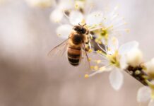 Homestead Stories: Pollinator-Friendly Plants