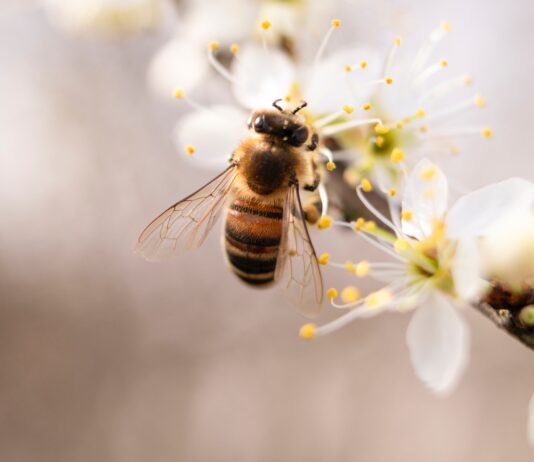 Homestead Stories: Pollinator-Friendly Plants