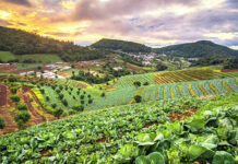 Basic Steps of Organic Farming Basic Steps of Organic Farming