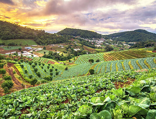 Basic Steps of Organic Farming Basic Steps of Organic Farming