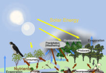 What are the essential elements of ecology? elements of ecology