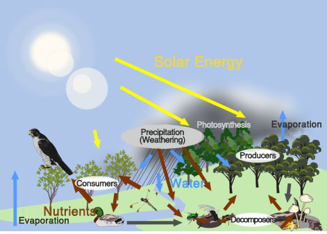 elements of ecology