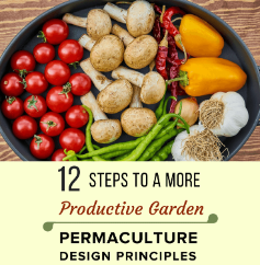 How the 12 Standards of Permaculture can change your nursery