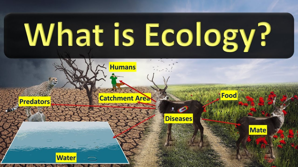 Ecology