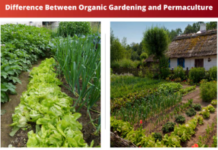 What is the distinction between natural cultivating and permaculture? 2023 natural cultivating and permaculture