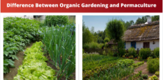 What is the distinction between natural cultivating and permaculture? 2023 natural cultivating and permaculture