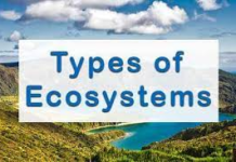 What are the main types of the ecosystem? types of the ecosystem