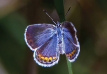 Explanation of organismal ecology organismal ecology