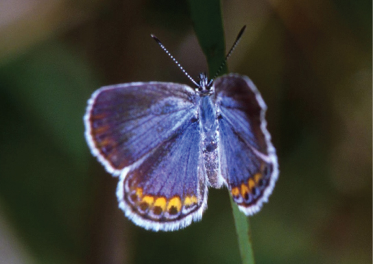 Explanation of organismal ecology organismal ecology