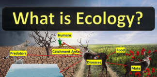 What is Ecology? Explain Completely Ecology