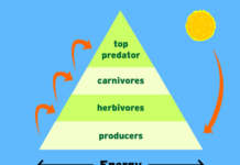 What are the ten rules of ecology? rules of ecology