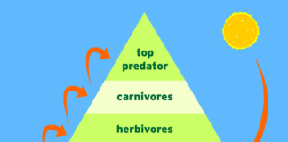 What are the ten rules of ecology? rules of ecology