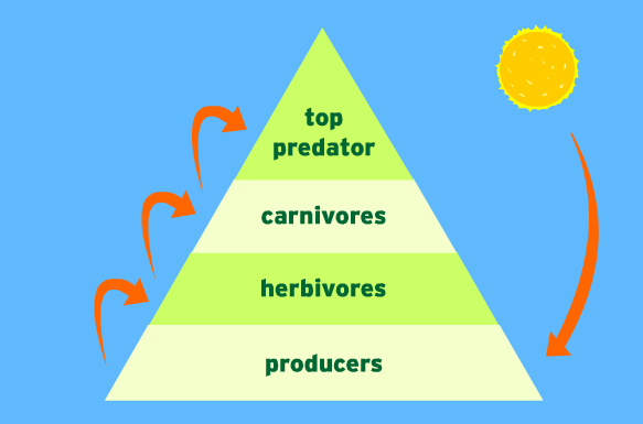 What are the ten rules of ecology? rules of ecology