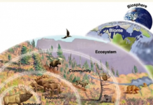 What are the five primary levels of ecology? primary levels of ecology