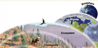What are the five primary levels of ecology? primary levels of ecology