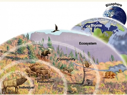 primary levels of ecology