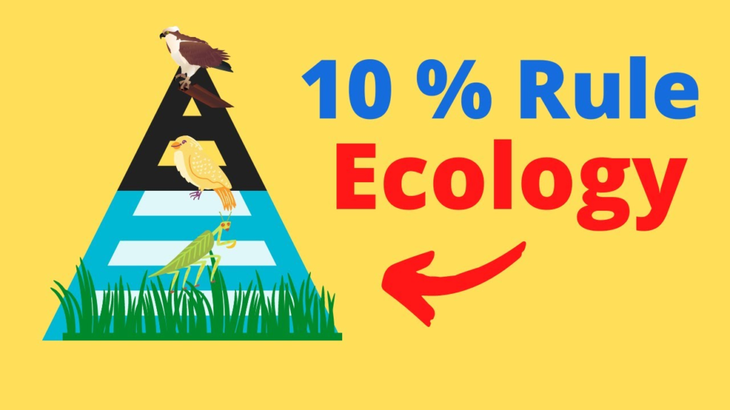 rule in ecology