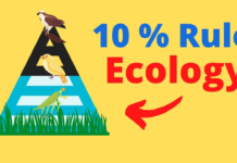 What is the 10 rule in ecology? rule in ecology