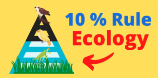rule in ecology