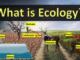 What is Ecology? Explain Completely Ecology