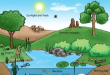 What is meant by ecosystem? meant by ecosystem