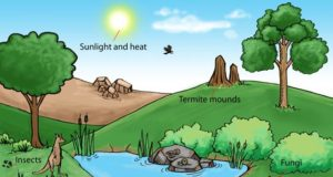 What is meant by ecosystem? meant by ecosystem