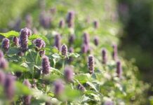 All About Permaculture All About Permaculture