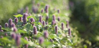 All About Permaculture All About Permaculture